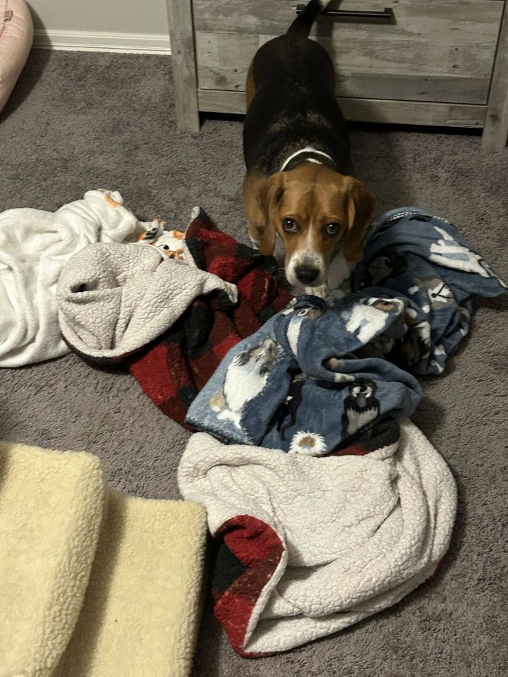 Hershey, an adopted Beagle in TULSA, OK_image-6