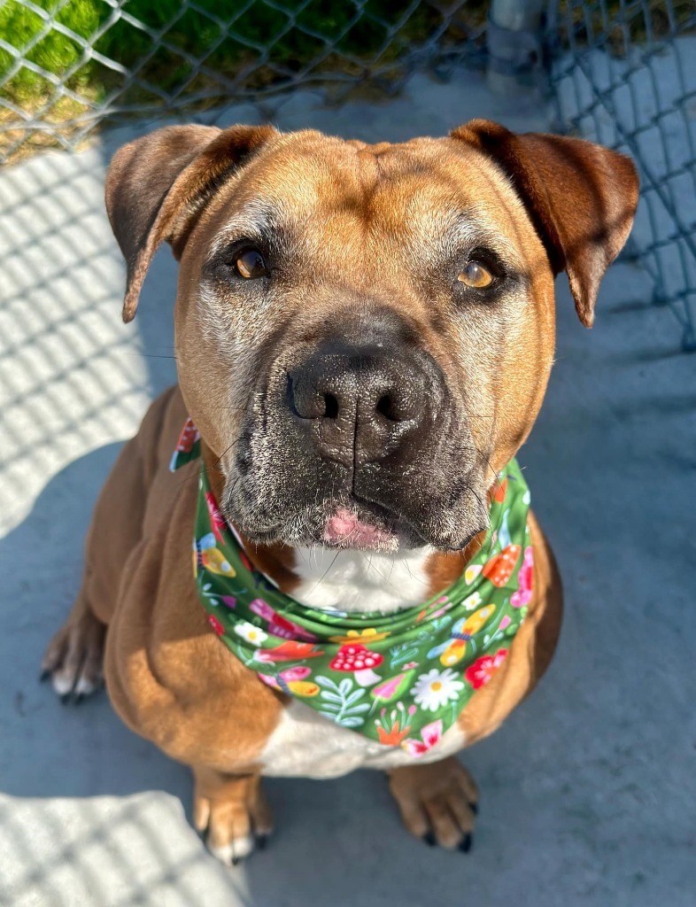 Fiona, an adoptable Pit Bull Terrier in Kodiak, AK, 99615 | Photo Image 1