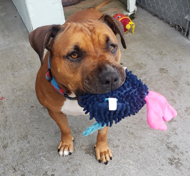 Fiona, an adoptable Pit Bull Terrier in Kodiak, AK, 99615 | Photo Image 3