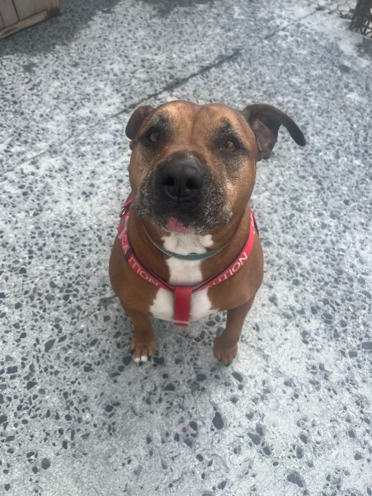 Fiona, an adoptable Pit Bull Terrier in Kodiak, AK, 99615 | Photo Image 4