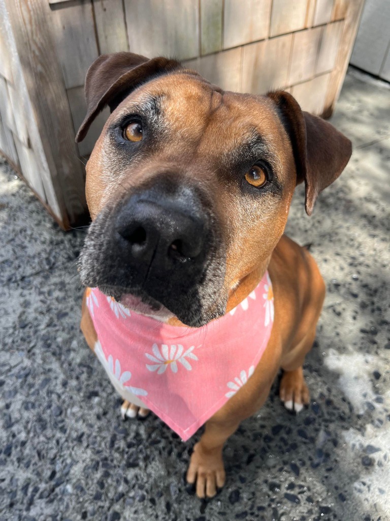 Fiona, an adoptable Pit Bull Terrier in Kodiak, AK, 99615 | Photo Image 5