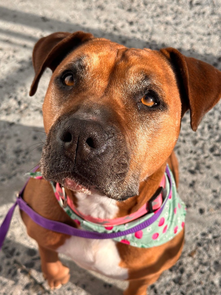 Fiona, an adoptable Pit Bull Terrier in Kodiak, AK, 99615 | Photo Image 6