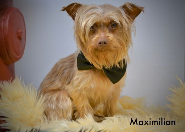 Maximilian