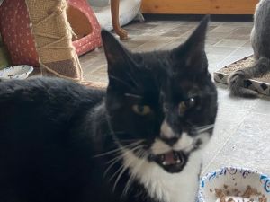 Tuxedo