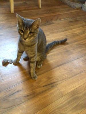 Linus, an adoptable Domestic Short Hair & Tabby Mix in Breinigsville, PA_image-2