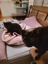 Samantha and Sasha BONDED PAIR