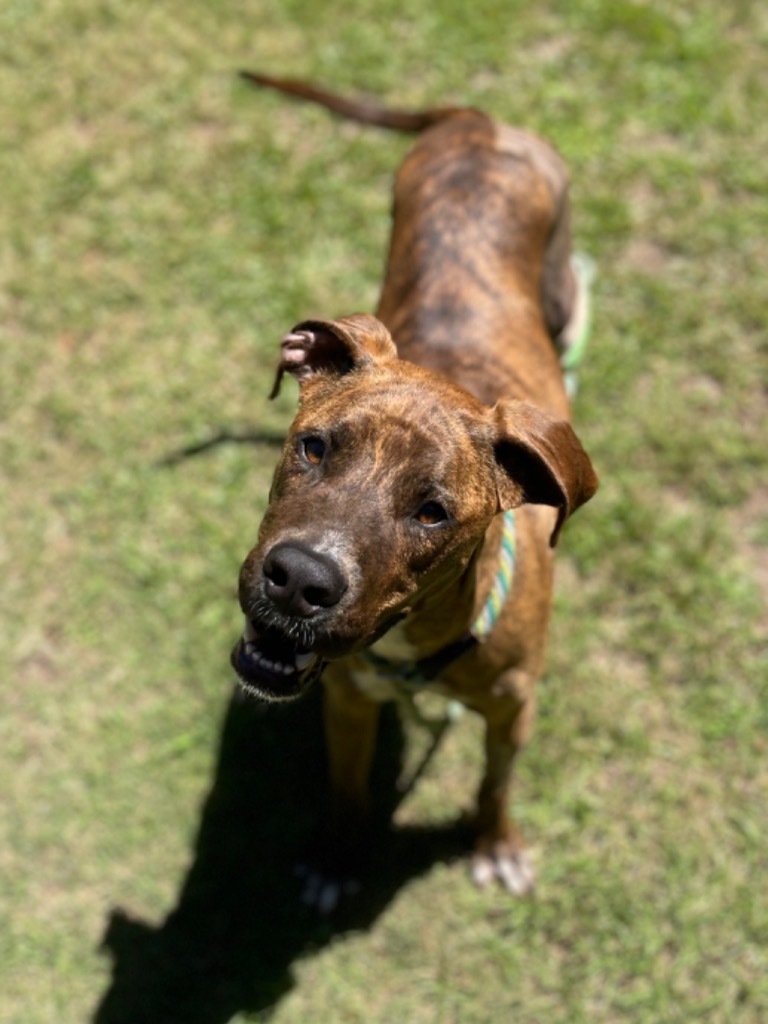 Sir Gregory, an adoptable Terrier, Doberman Pinscher in Forsyth, GA, 31029 | Photo Image 1