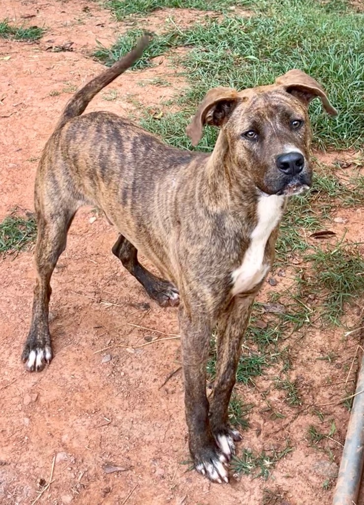 Sir Gregory, an adoptable Terrier, Doberman Pinscher in Forsyth, GA, 31029 | Photo Image 2