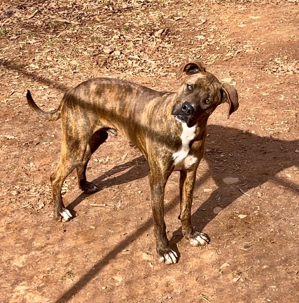 Sir Gregory, an adoptable Terrier, Doberman Pinscher in Forsyth, GA, 31029 | Photo Image 3