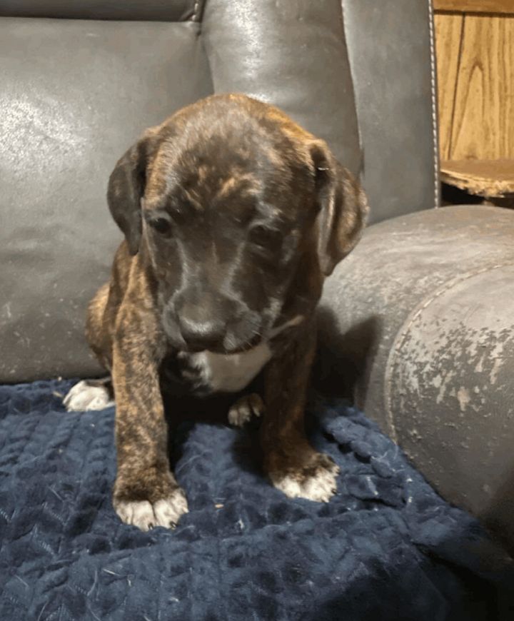 Dog for adoption Butterball Destiny tornado survivor!, a Bull