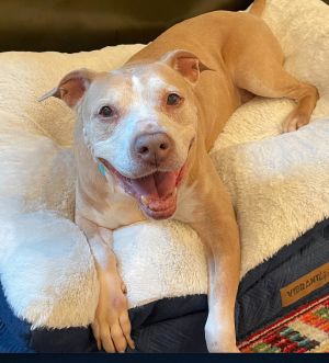 Penny is a sweet and gentle old lady She is very good with dogs and kids and is