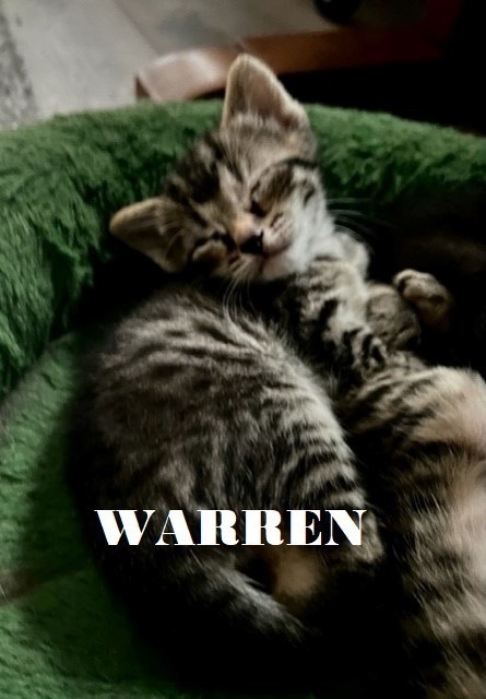 Warren 6