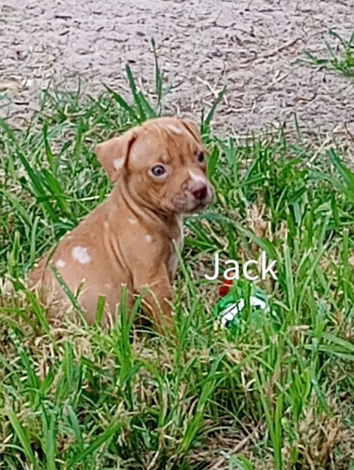 Jack, an adopted American Staffordshire Terrier Mix in Saint Augustine, FL_image-1