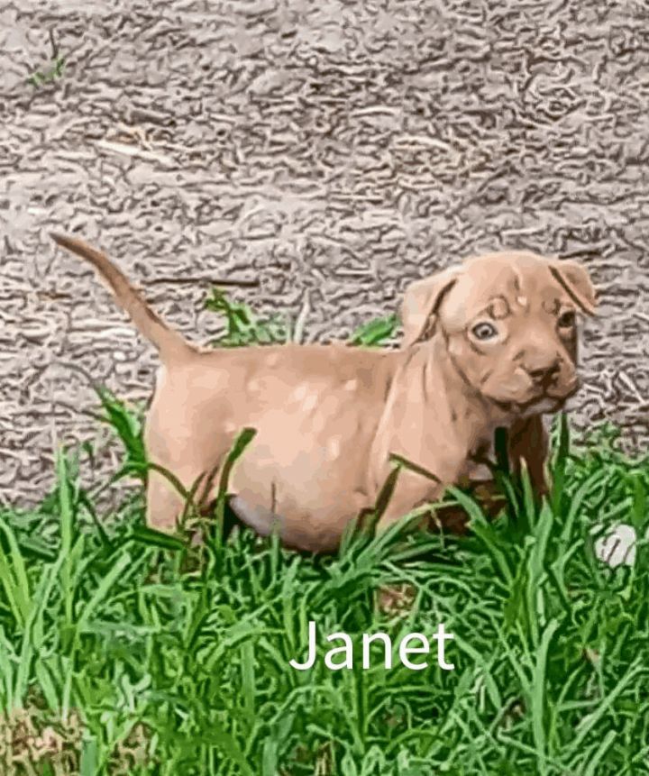 Janet, an adopted American Staffordshire Terrier Mix in Saint Augustine, FL_image-1