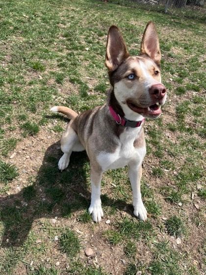 Juno, an adoptable Husky in Lincoln, MI, 48742 | Photo Image 1