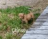 Chrissy