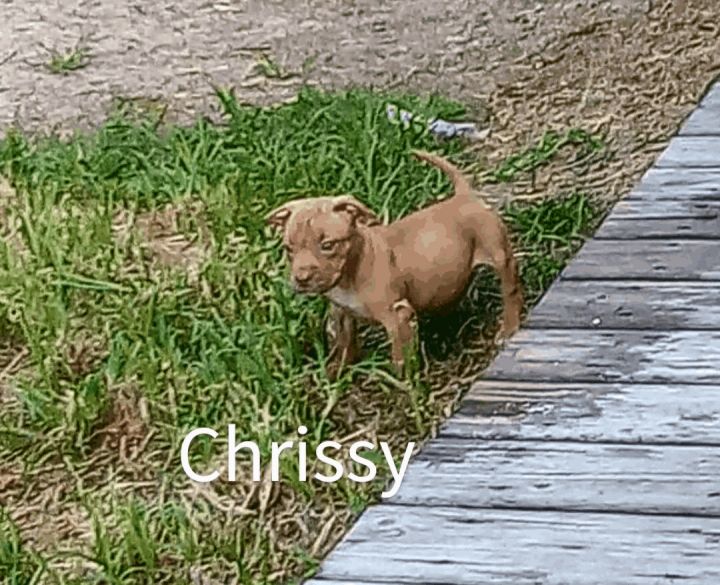 Chrissy, an adopted American Staffordshire Terrier Mix in Saint Augustine, FL_image-1