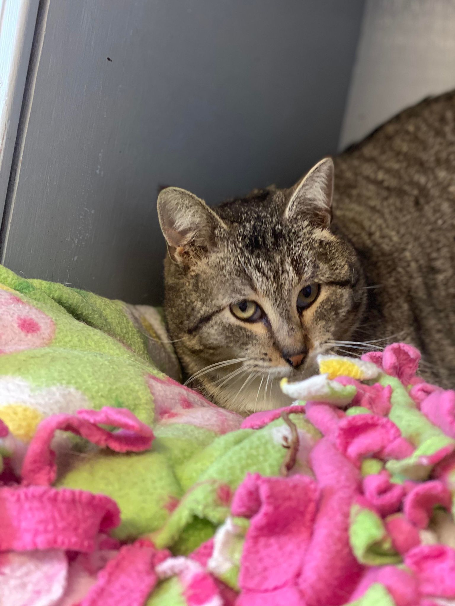 Branson, an adoptable Domestic Short Hair in Cedar Rapids, IA, 52405 | Photo Image 1