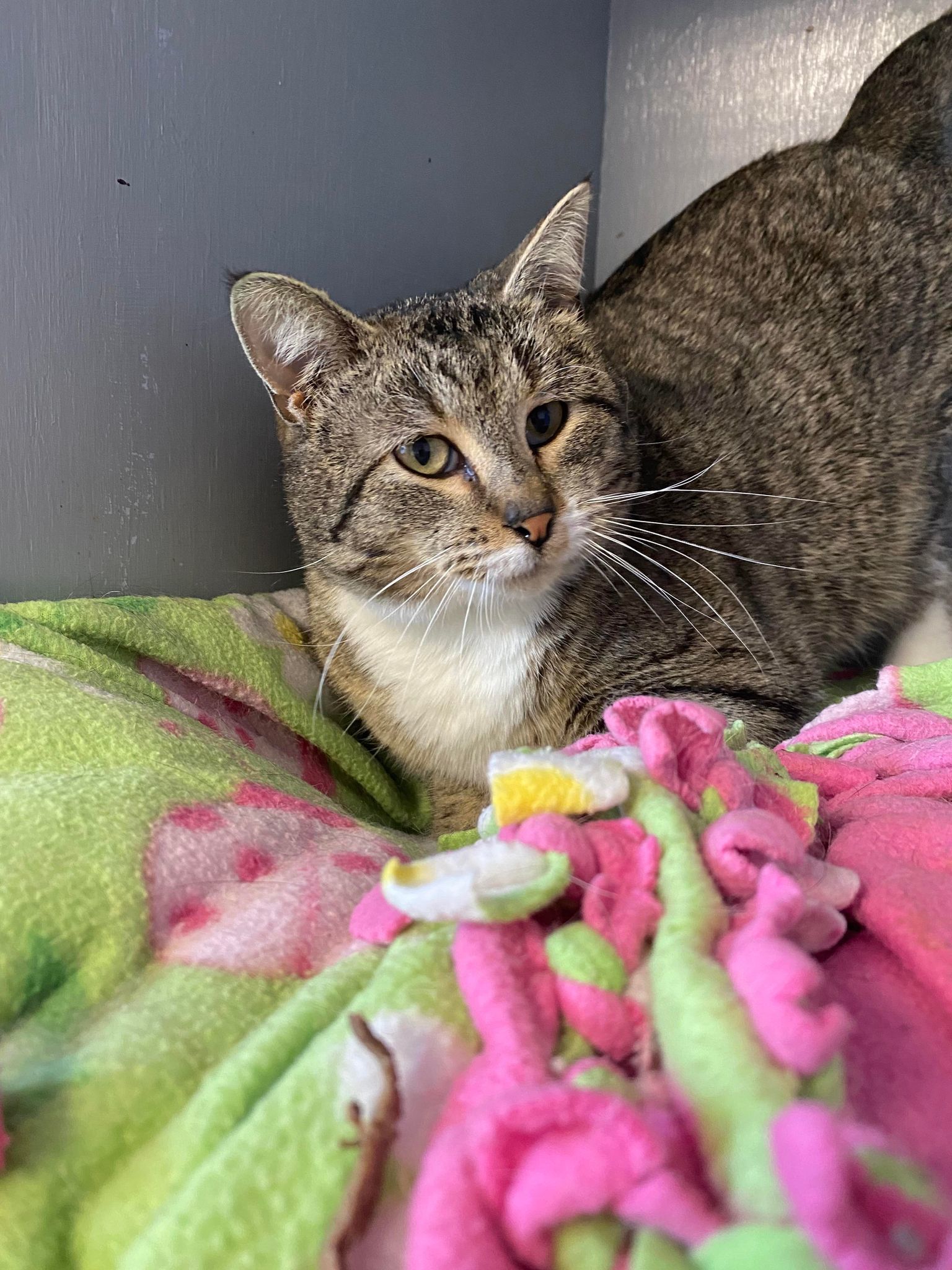 Branson, an adoptable Domestic Short Hair in Cedar Rapids, IA, 52405 | Photo Image 2