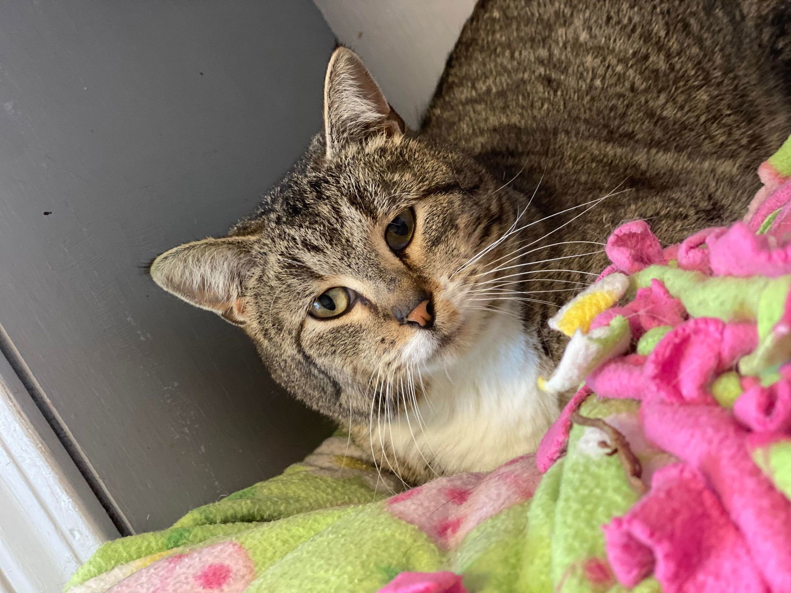 Branson, an adoptable Domestic Short Hair in Cedar Rapids, IA, 52405 | Photo Image 3