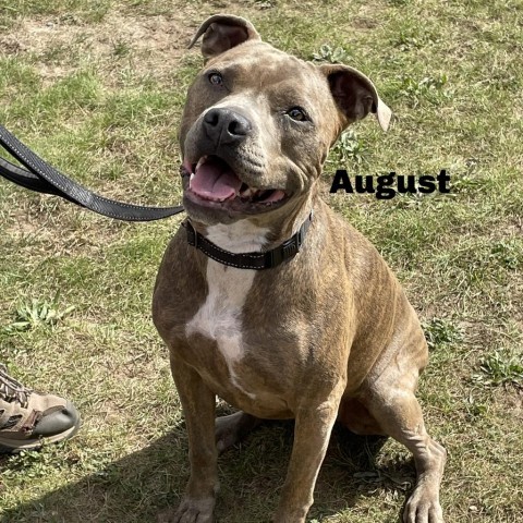 August 23294, an adoptable Mixed Breed in Escanaba, MI, 49829 | Photo Image 1