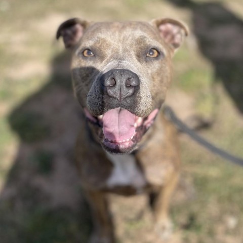 August 23294, an adoptable Mixed Breed in Escanaba, MI, 49829 | Photo Image 3