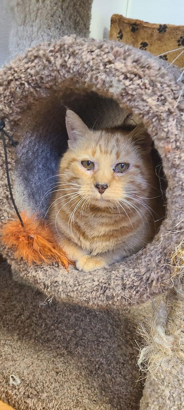 Tink, an adoptable Domestic Short Hair in Cedar Rapids, IA, 52405 | Photo Image 1