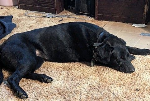 Eleanor (Molly), an adoptable Labrador Retriever, German Shepherd Dog in Kellogg, ID, 83837 | Photo Image 2