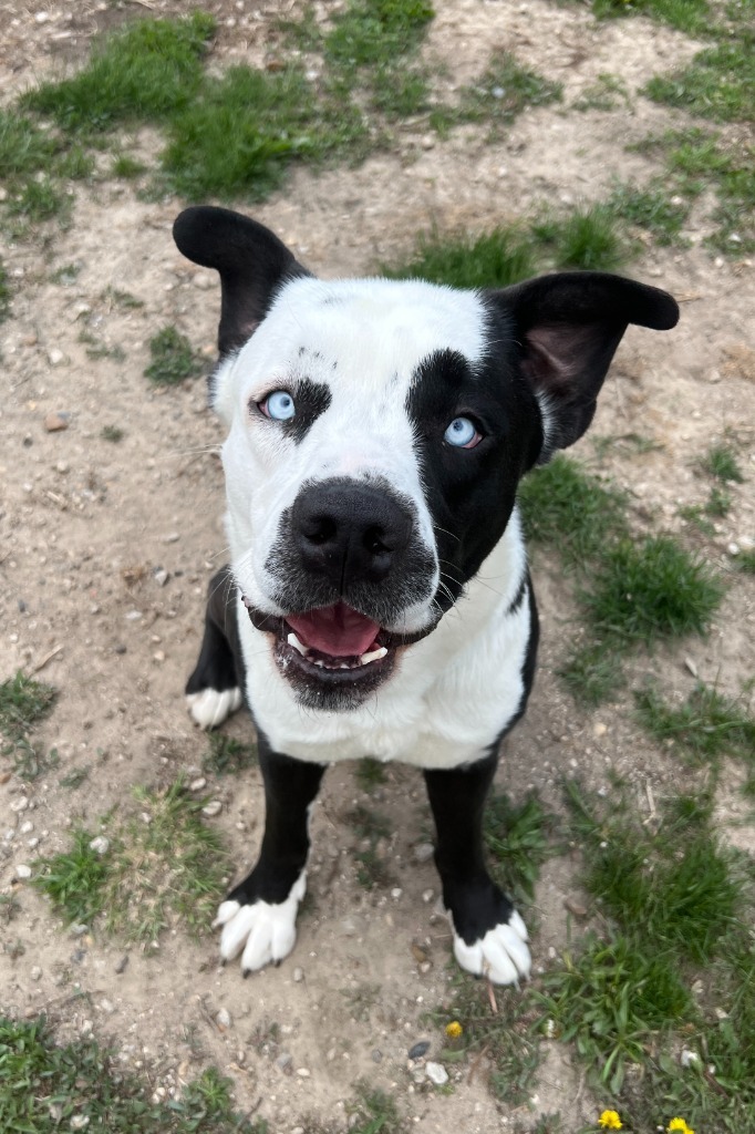 Aero, an adoptable Husky, Labrador Retriever in Lansing, KS, 66043 | Photo Image 1