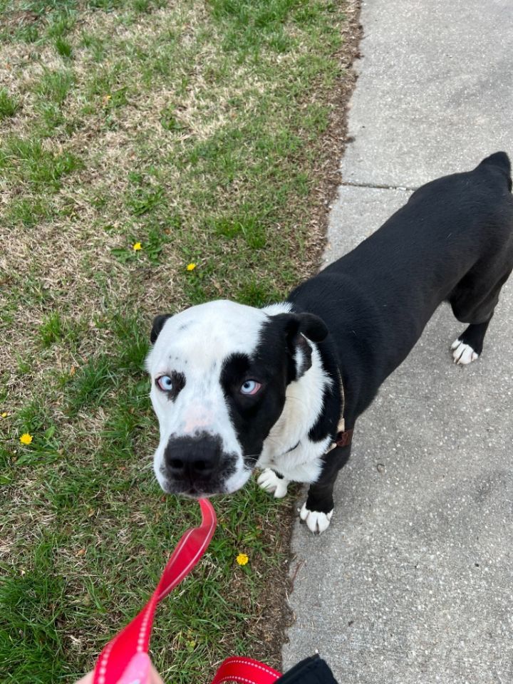 Dog for adoption - Aero, a Husky & Akbash Mix in Lansing, KS | Petfinder