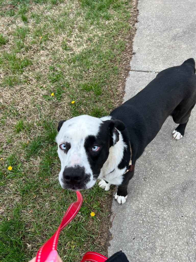 Aero, an adoptable Husky, Labrador Retriever in Lansing, KS, 66043 | Photo Image 2