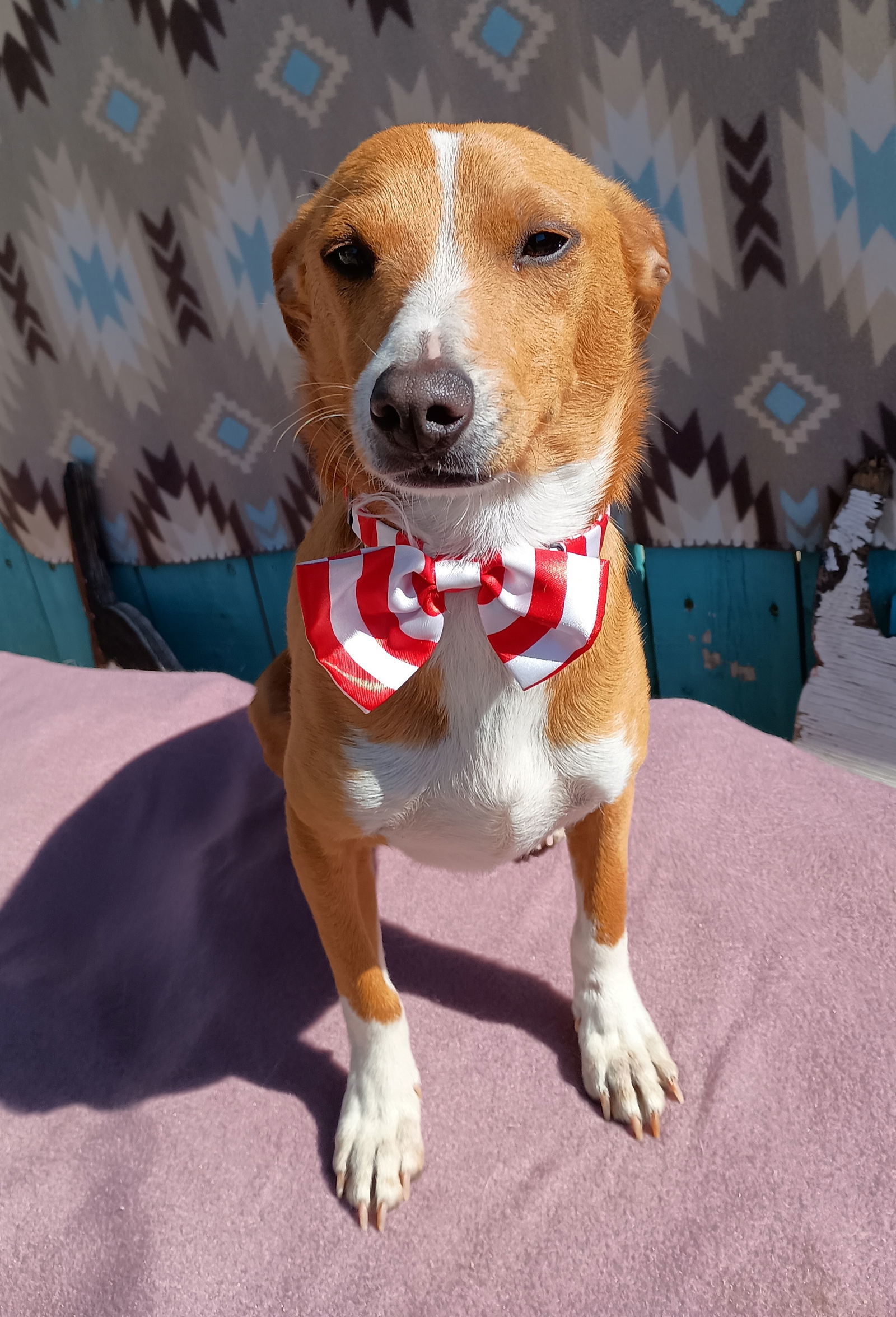 Peter Brady - last of the Brady siblings, an adoptable Chihuahua, Spaniel in Apple Valley, CA, 92307 | Photo Image 1