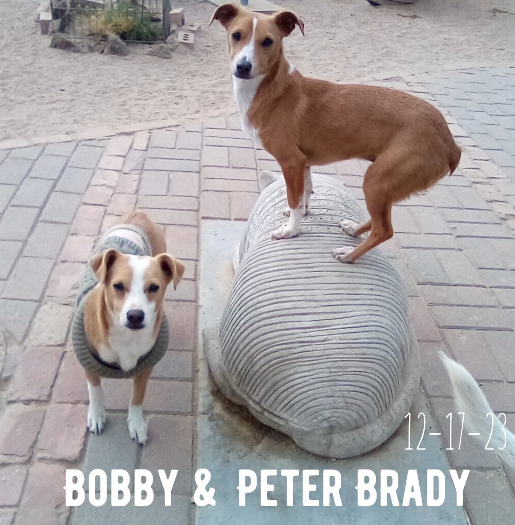 Peter Brady - last of the Brady siblings, an adoptable Chihuahua, Spaniel in Apple Valley, CA, 92307 | Photo Image 2