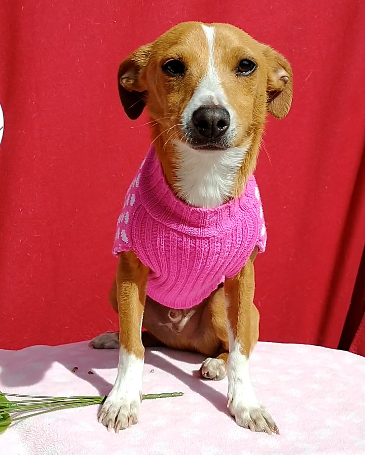 Peter Brady - last of the Brady siblings, an adoptable Chihuahua, Spaniel in Apple Valley, CA, 92307 | Photo Image 3