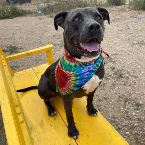 Babe, an adoptable Mixed Breed in Taos, NM, 87571 | Photo Image 1