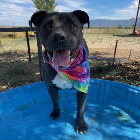 Babe, an adoptable Mixed Breed in Taos, NM, 87571 | Photo Image 4