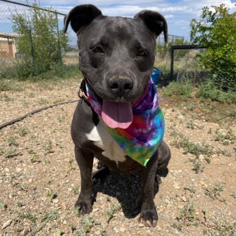 Babe, an adoptable Mixed Breed in Taos, NM, 87571 | Photo Image 5