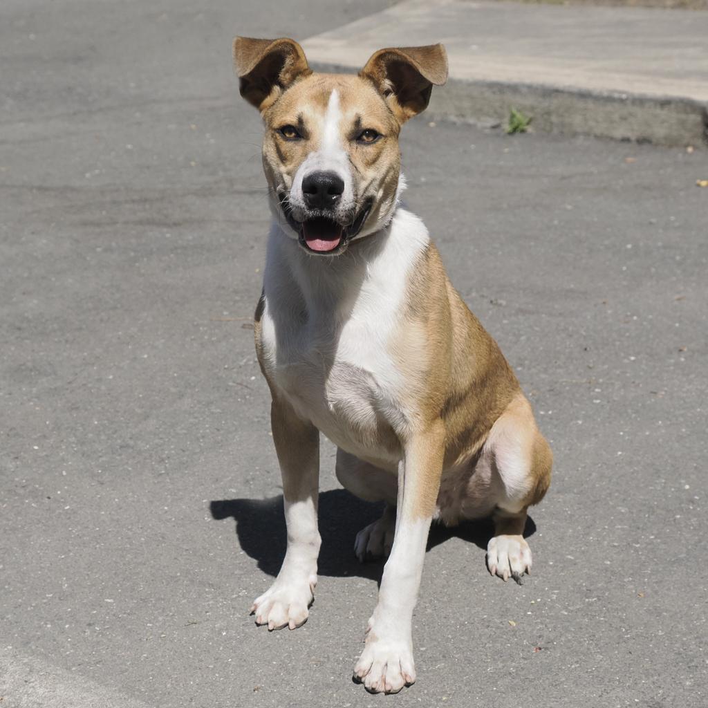 BAM BAM, an adoptable Cattle Dog, Mixed Breed in Point Richmond, CA, 94801 | Photo Image 1