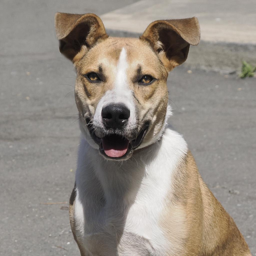 BAM BAM, an adoptable Cattle Dog, Mixed Breed in Point Richmond, CA, 94801 | Photo Image 2