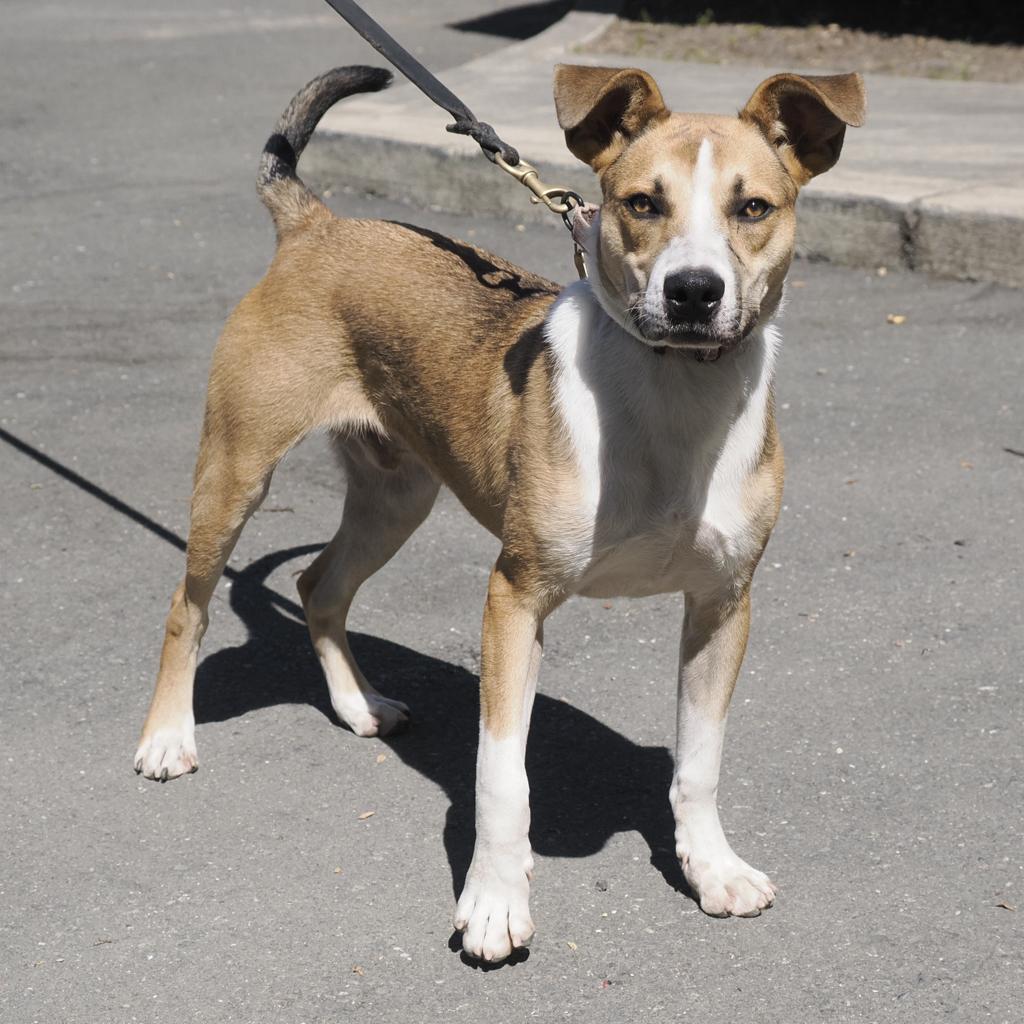 BAM BAM, an adoptable Cattle Dog, Mixed Breed in Point Richmond, CA, 94801 | Photo Image 3