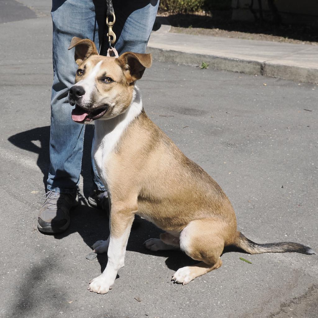 BAM BAM, an adoptable Cattle Dog, Mixed Breed in Point Richmond, CA, 94801 | Photo Image 4