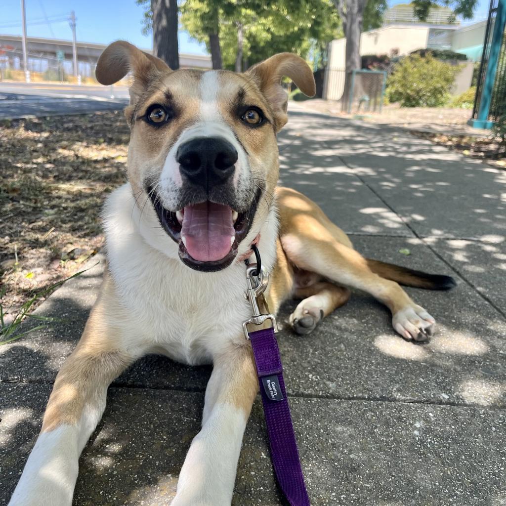 BAM BAM, an adoptable Cattle Dog, Mixed Breed in Point Richmond, CA, 94801 | Photo Image 6