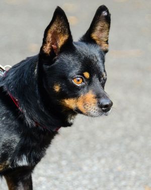 Calisto Miniature Pinscher Dog