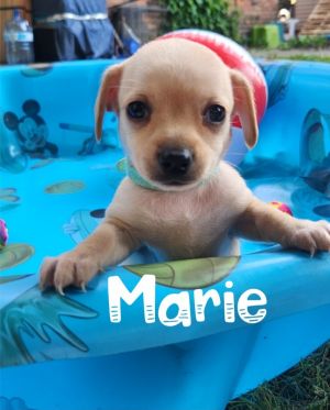 Marie (EVENT SUNDAY-June 18th Pet Supplies Plus 1-3-  5348 Dixie Hwy Waterford, MI 48329