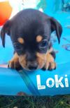 Loki (EVENT SUNDAY-June 18th Pet Supplies Plus 1-3-  5348 Dixie Hwy Waterford, MI 48329