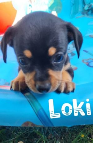 Loki (EVENT SUNDAY-June 18th Pet Supplies Plus 1-3-  5348 Dixie Hwy Waterford, MI 48329