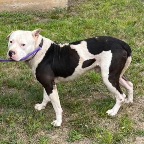 Dog for adoption - Dawson, a Pit Bull Terrier in Denison, TX | Petfinder