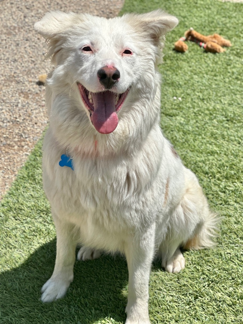 Dog for adoption - Georgi, a Border Collie & Australian Shepherd Mix in ...