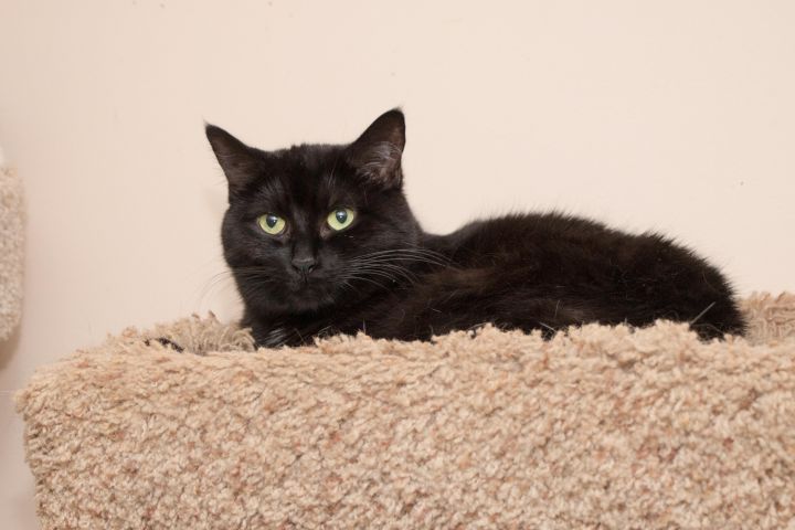 Onyx, an adoptable Bombay Mix in Chicago, IL_image-1