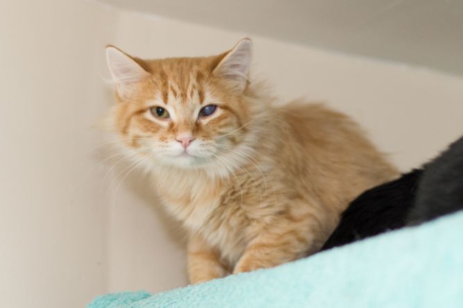 Leo